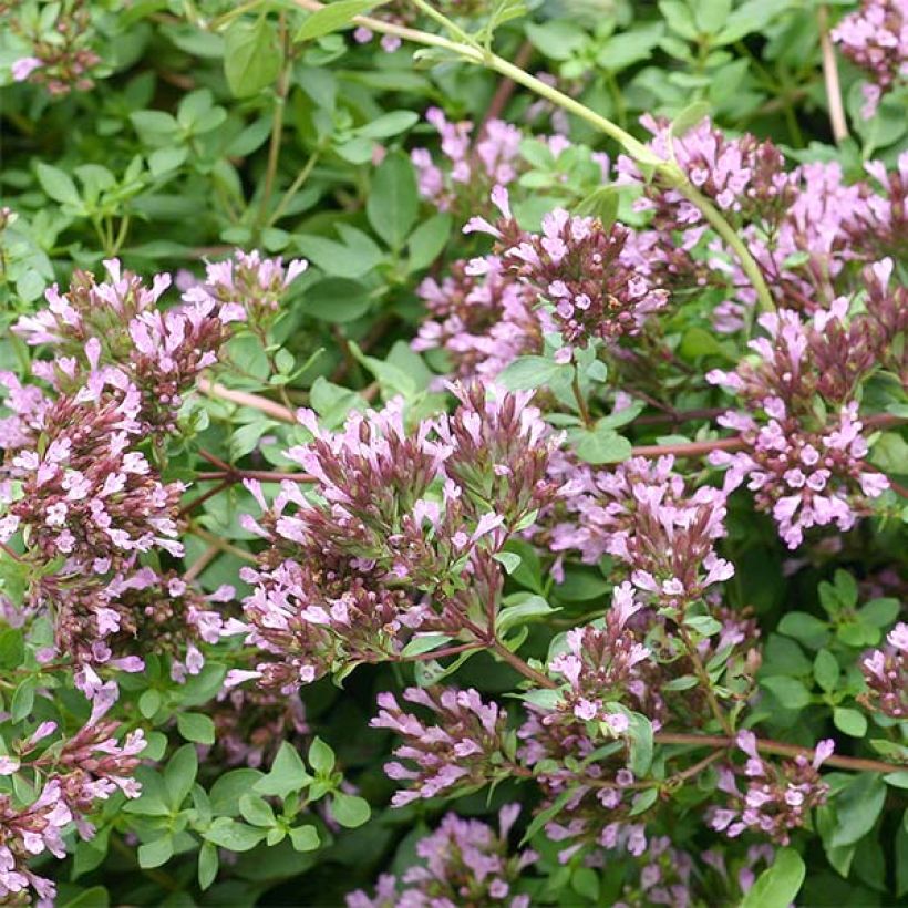 Blumen-Dost Herrenhausen - Origanum laevigatum (Blüte)