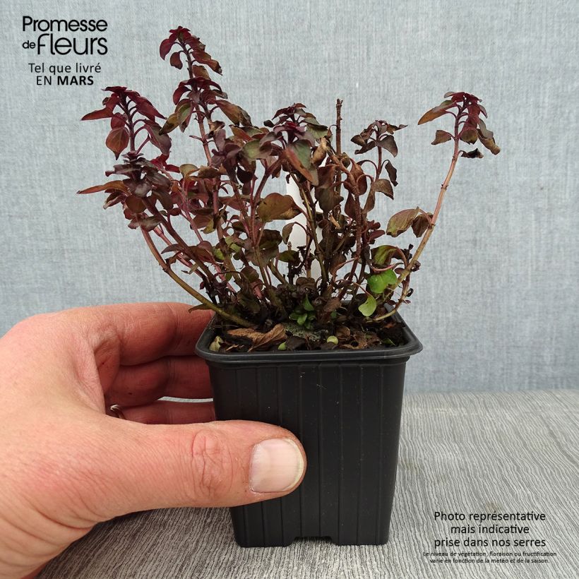 Exemplar von Origanum laevigatum Herrenhausen -  Origan pourpre - Marjolaine Godet de 8/9cm wie im Winter geliefert