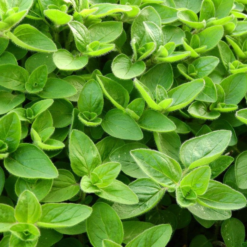 Majoran Pizza - Origanum majorana (Laub)