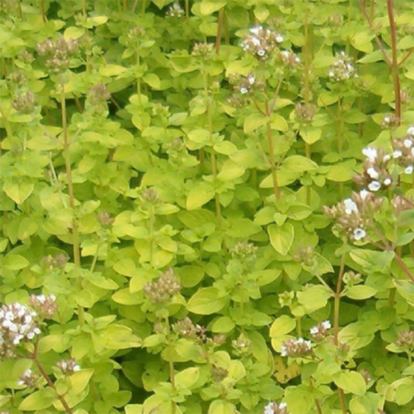 Gewöhnlicher Dost Aureum - Origanum vulgare (Laub)