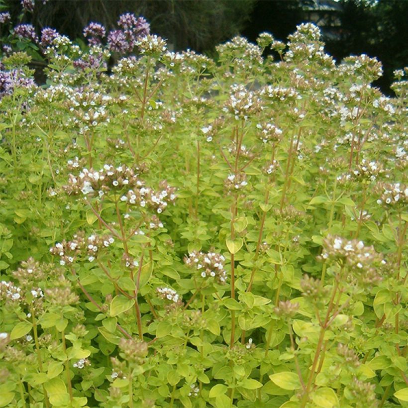 Gewöhnlicher Dost Aureum - Origanum vulgare (Blüte)