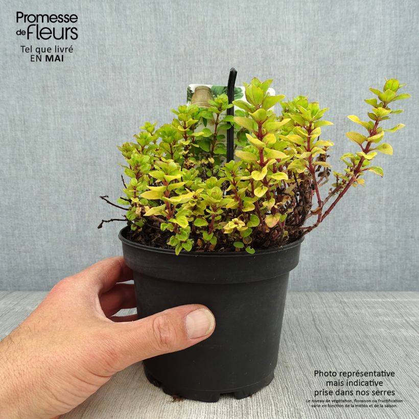 Exemplar von Gewöhnlicher Dost Thumbles Variety - Origanum vulgare Topf mit 1,5L/2L wie im Frühjahr geliefert