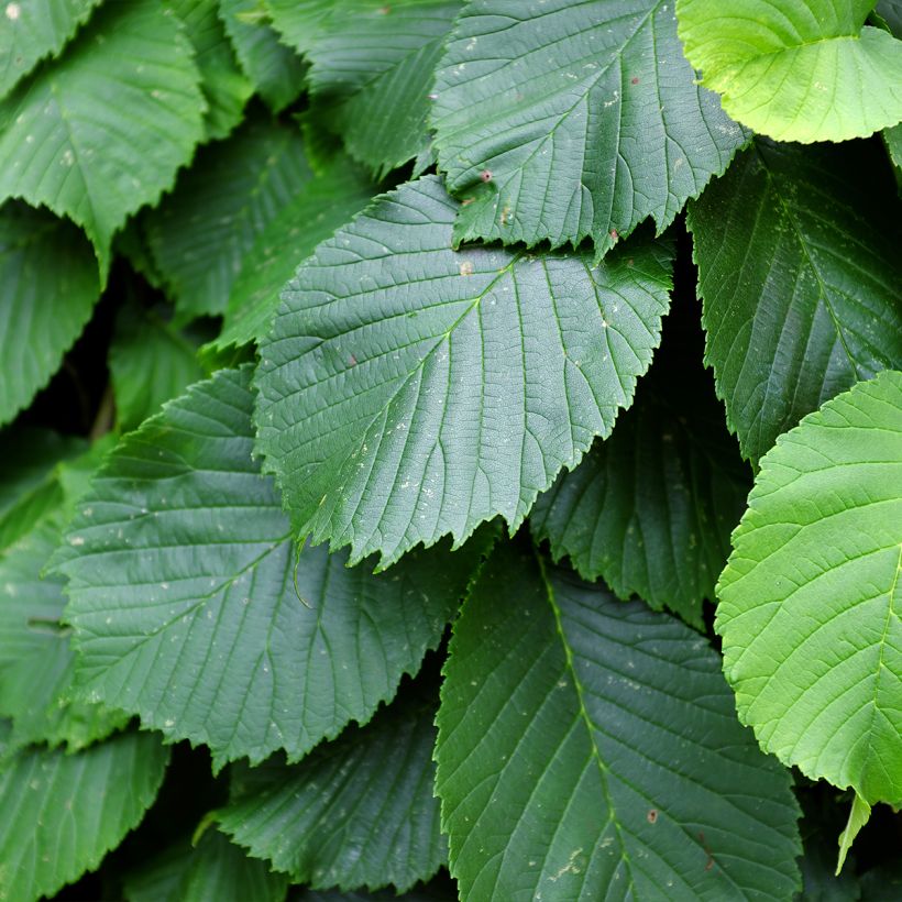 Berg-Ulme Pendula = horizontalis - Ulmus glabra (Laub)