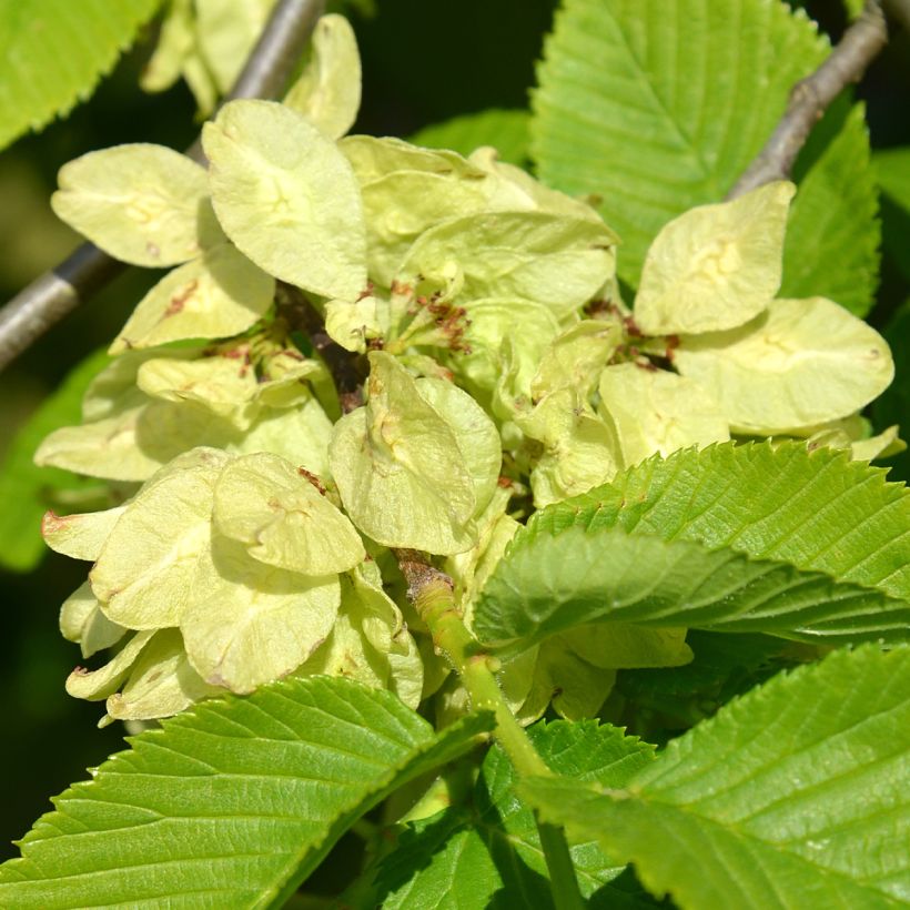 Berg-Ulme Pendula = horizontalis - Ulmus glabra (Blüte)