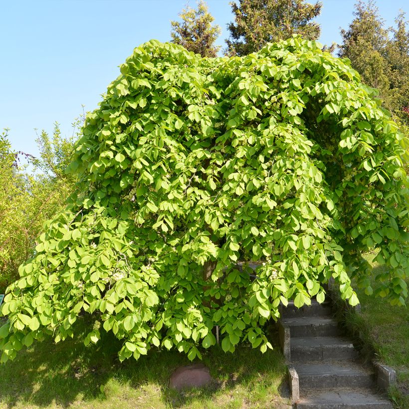 Berg-Ulme Pendula = horizontalis - Ulmus glabra (Hafen)