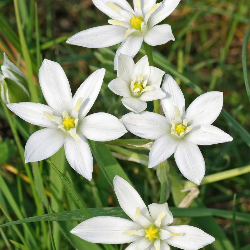 Ornithogalum umbellatum - Zapfenkopf (Blüte)