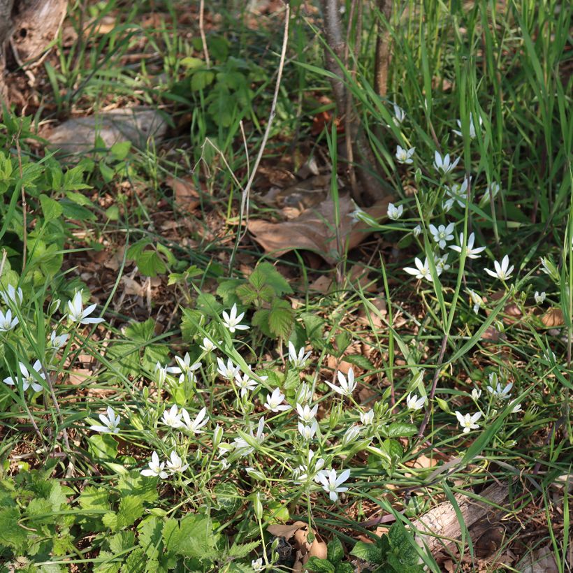 Ornithogalum umbellatum - Zapfenkopf (Hafen)