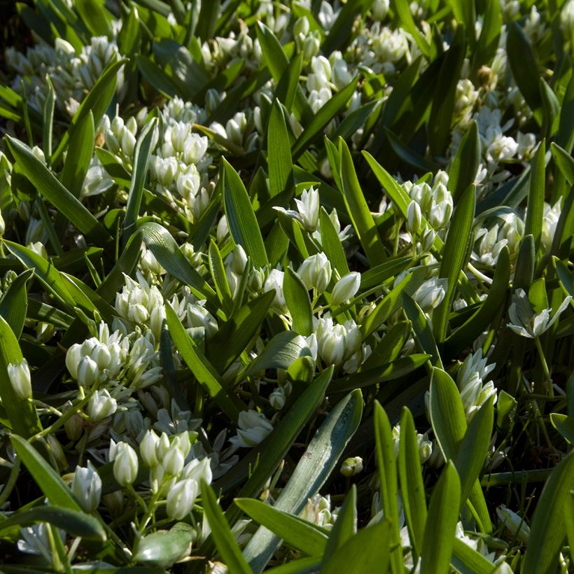 Ornithogalum balansae - Zapfenkopf (Hafen)