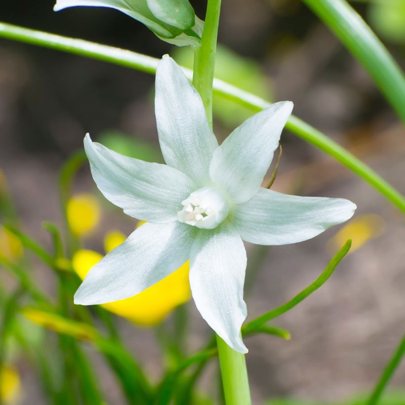 Ornithogalum nutans - Zapfenkopf (Blüte)