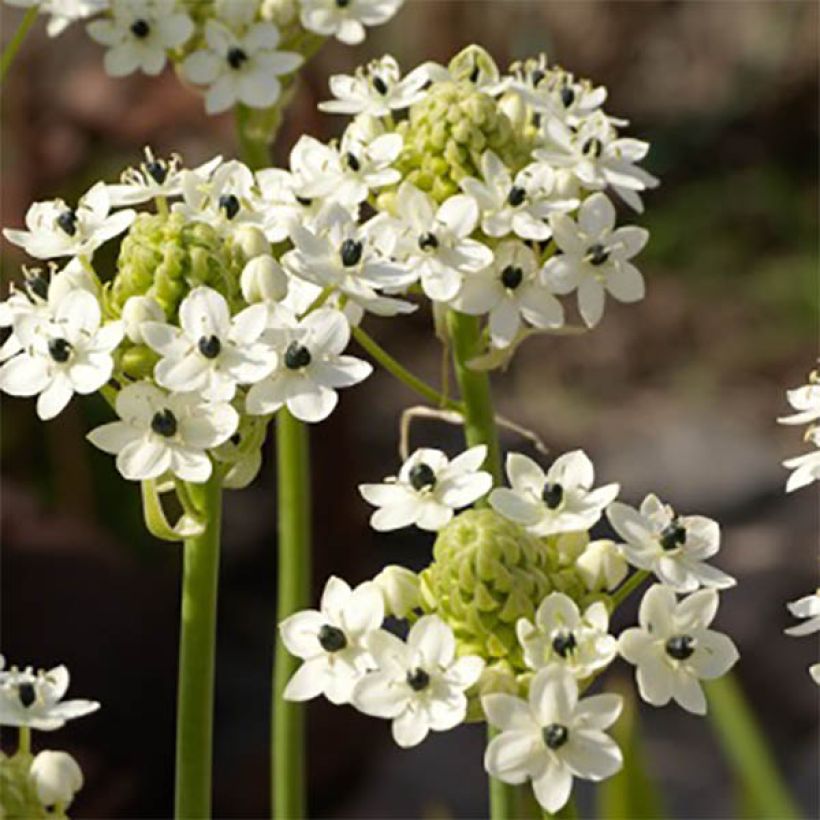 Ornithogalum saundersiae - Zapfenkopf (Blüte)