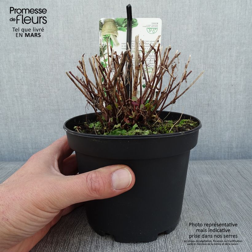 Exemplar von Oseille douce - Rumex scutatus en plants Pot de 1.5L/2L wie im Winter geliefert