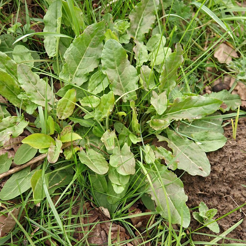 Ampfer (Samen) - Rumex acetosa (Hafen)