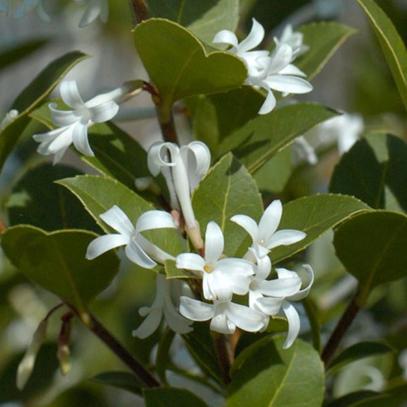 Delavays Duftblüte Heaven Scent - Osmanthus delavayi (Laub)