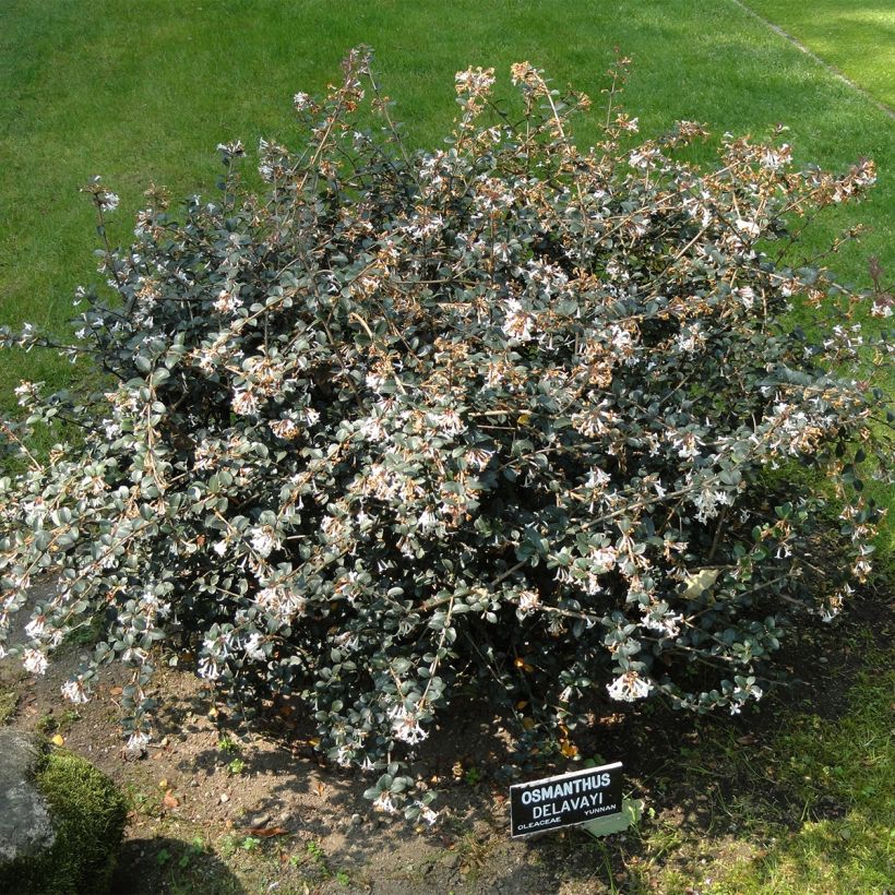 Delavays Duftblüte Heaven Scent - Osmanthus delavayi (Hafen)