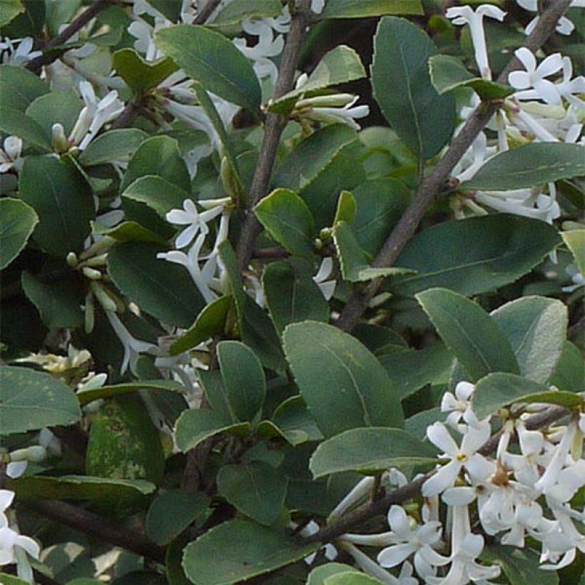 Delavays Duftblüte - Osmanthus delavayi (Laub)