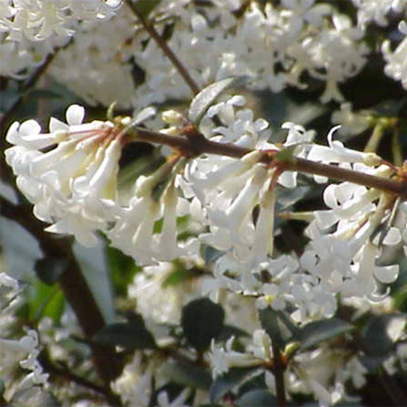 Delavays Duftblüte - Osmanthus delavayi (Blüte)