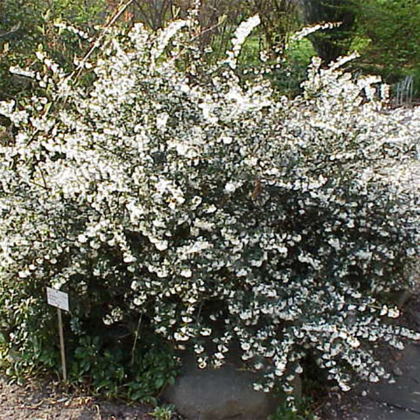 Delavays Duftblüte - Osmanthus delavayi (Hafen)