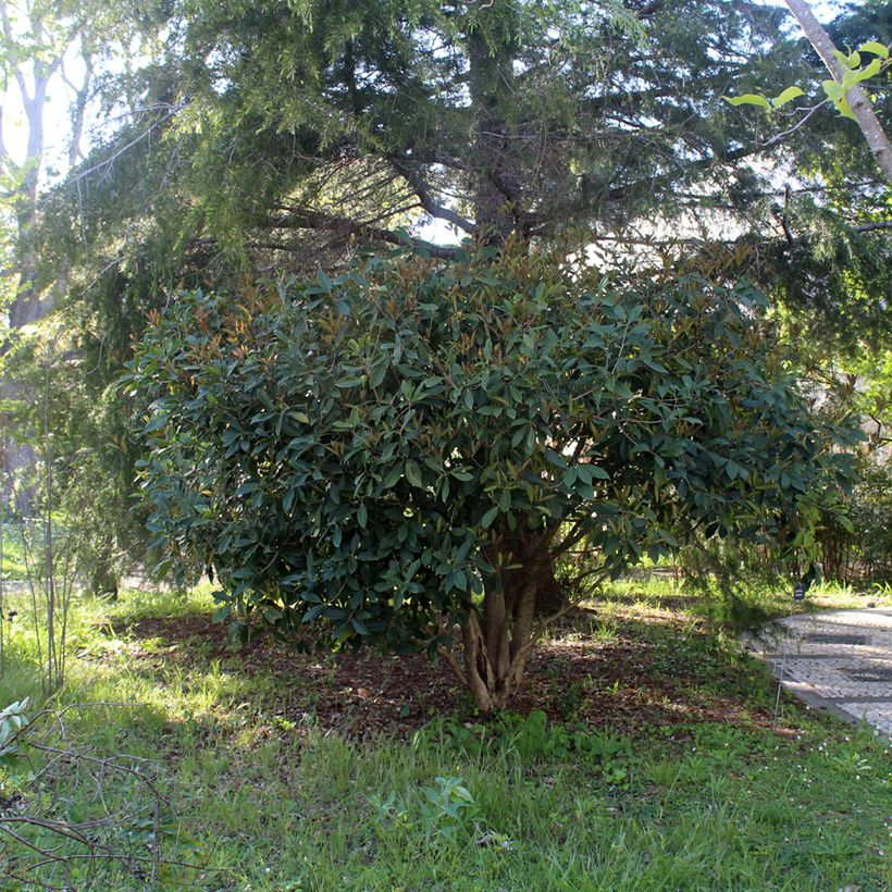 Süße Duftblüte - Osmanthus fragrans (Hafen)