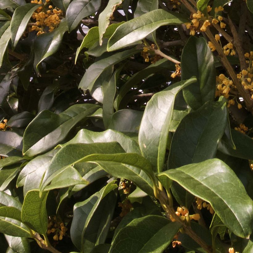 Süße Duftblüte var. aurantiacus - Osmanthus fragrans (Laub)