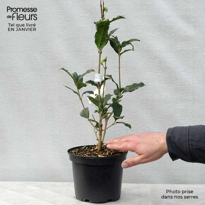 Exemplar von Osmanthus fragrans Aurantiacus - Osmanthe parfumé Pot de 2L/3L wie im Winter geliefert