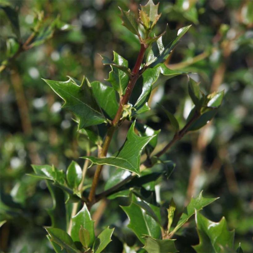 Stachelblättrige Duftblüte Gulftide - Osmanthus heterophyllus (Laub)