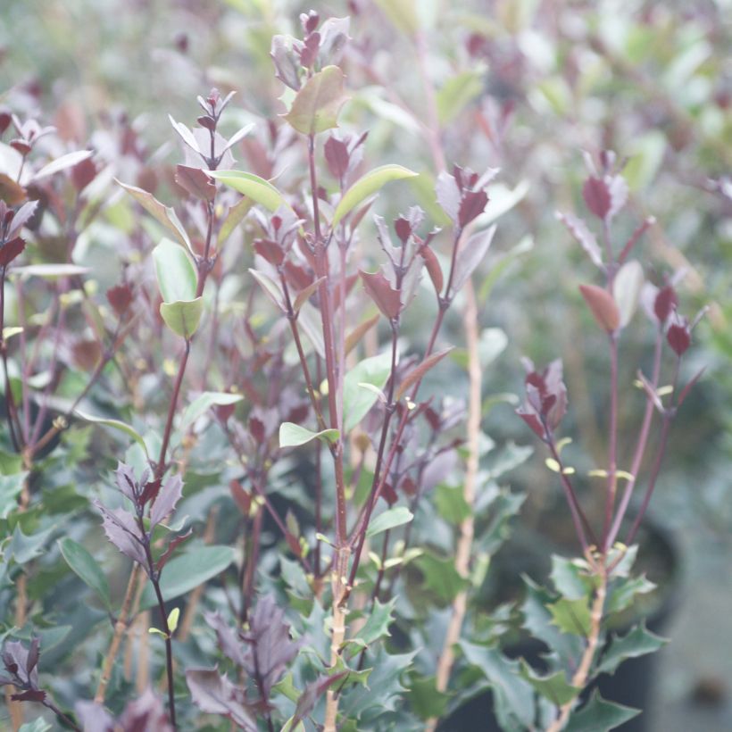 Stachelblättrige Duftblüte Purpureus - Osmanthus heterophyllus (Laub)