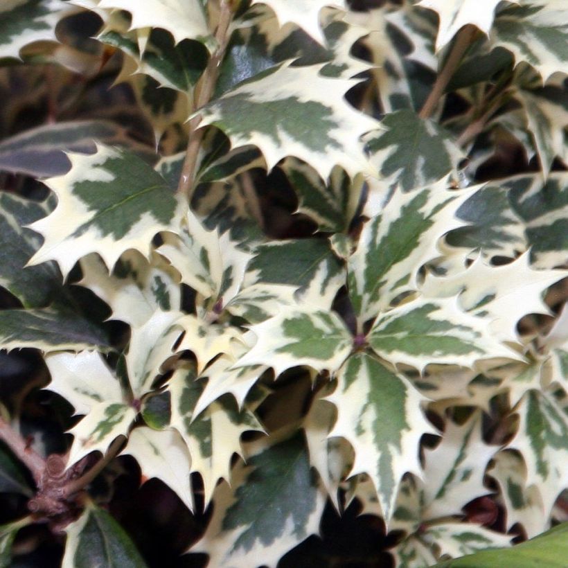 Stachelblättrige Duftblüte Variegatus - Osmanthus heterophyllus (Laub)