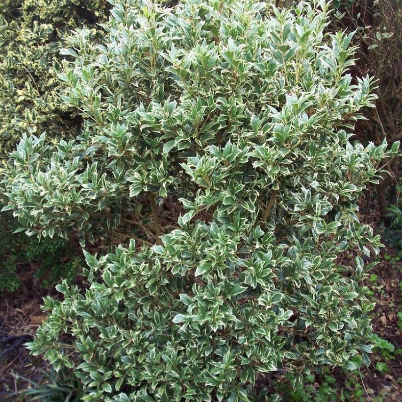 Stachelblättrige Duftblüte Variegatus - Osmanthus heterophyllus (Hafen)