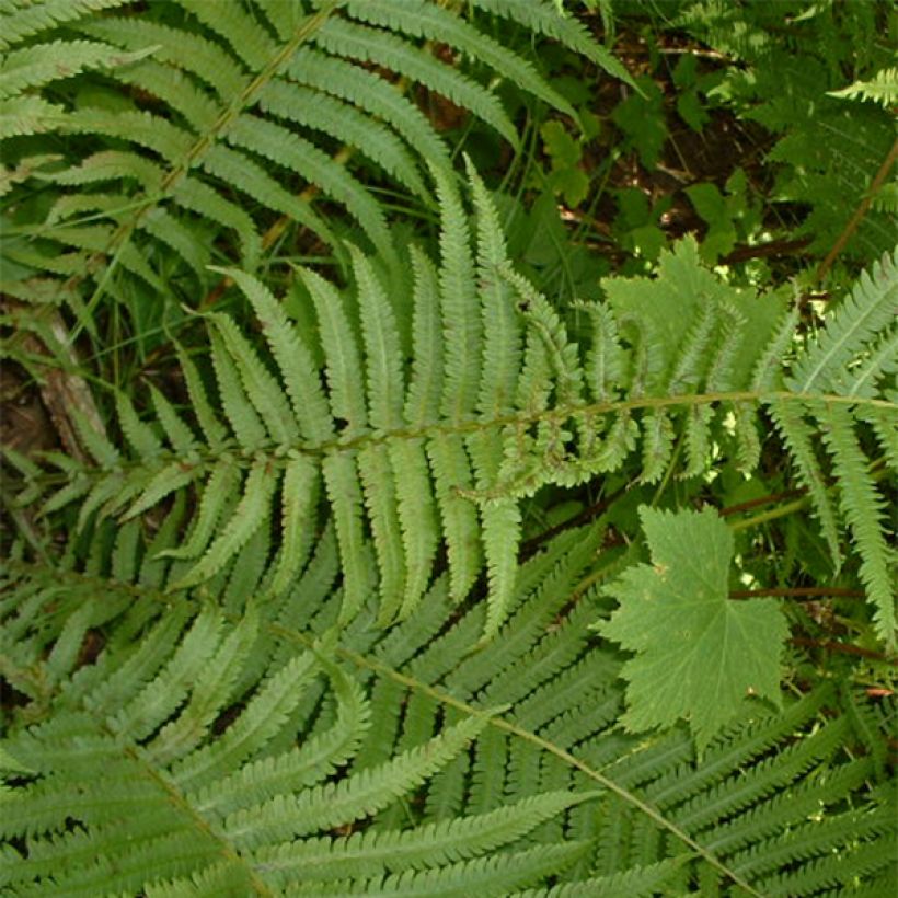 Osmunda claytoniana - Kronenfarn (Laub)