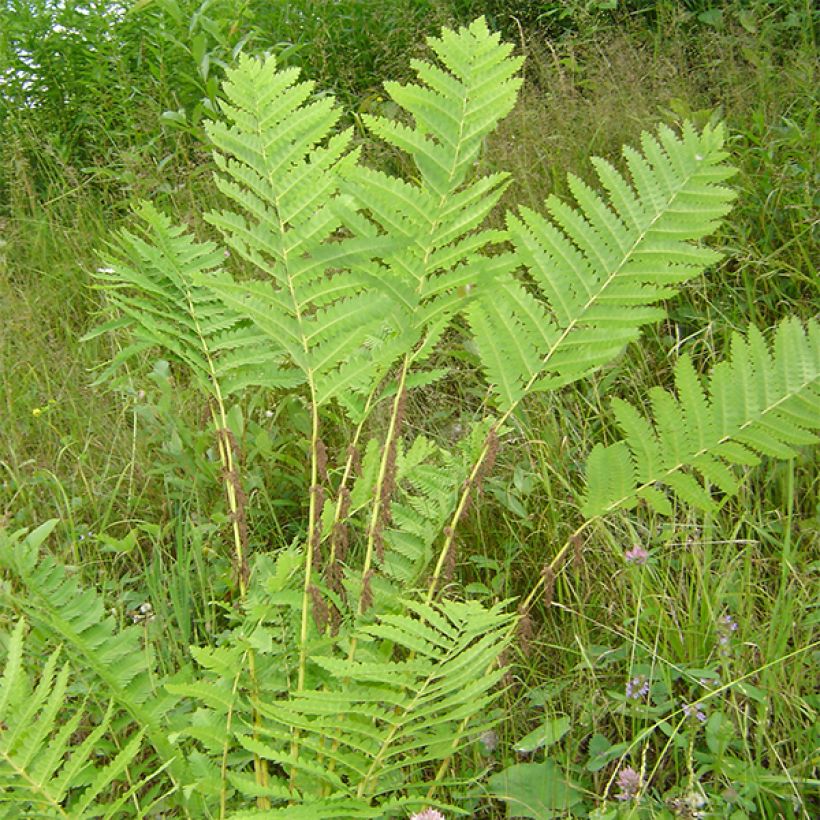 Osmunda claytoniana - Kronenfarn (Hafen)