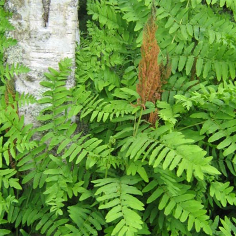 Osmunda regalis Purpurascens - Königsfarn (Laub)