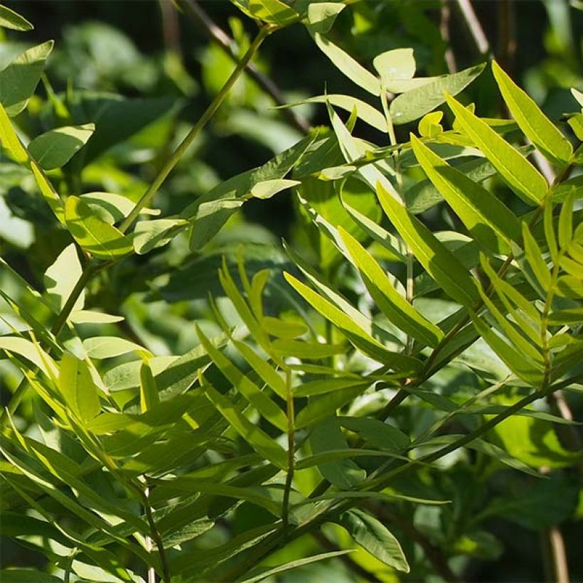 Osmunda japonica - Japanischer Königsfarn (Laub)