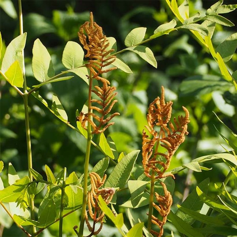 Osmunda japonica - Japanischer Königsfarn (Blüte)