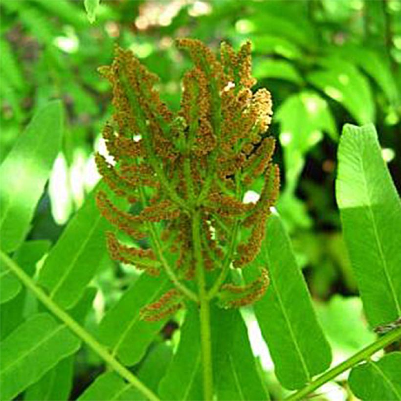 Osmunda regalis Cristata - Königsfarn (Blüte)