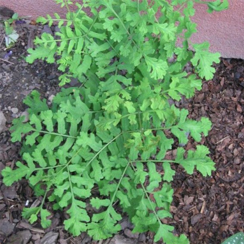 Osmunda regalis Cristata - Königsfarn (Hafen)