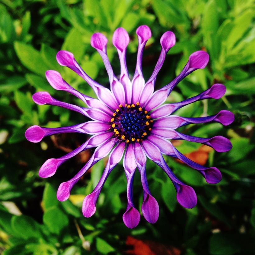 Kapmargerite Flower Power Spider Pink - Osteospermum (Blüte)