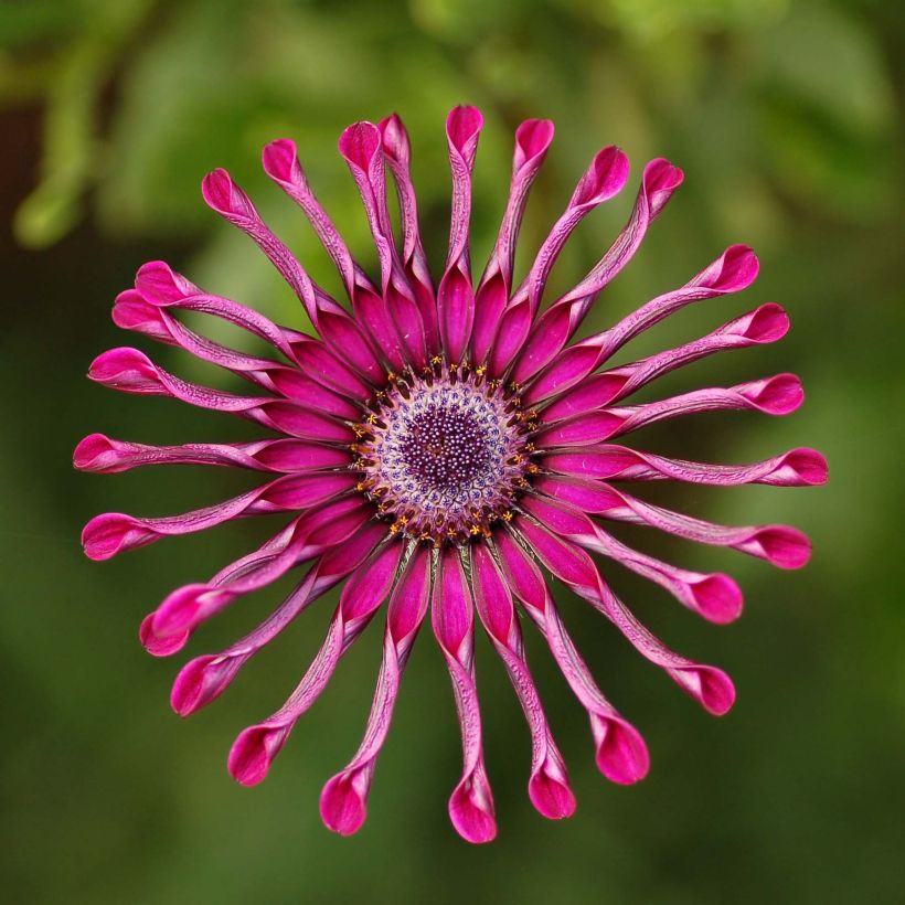 Kapmargerite Flower Power Spider Purple - Osteospermum (Blüte)