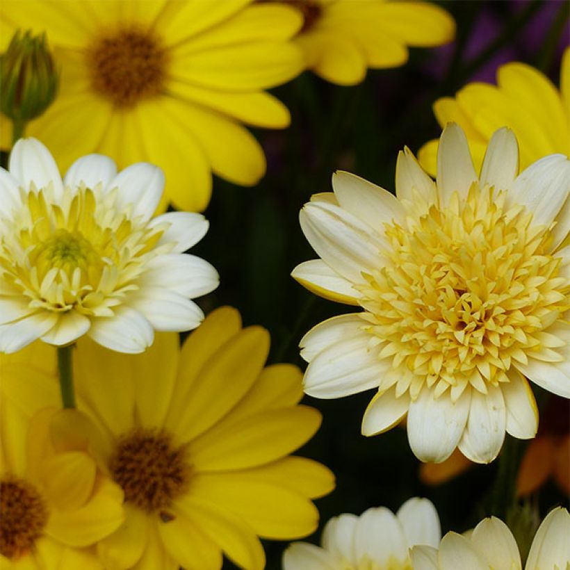 Kapmargerite Summersmile Double Golden Yellow - Osteospermum (Blüte)