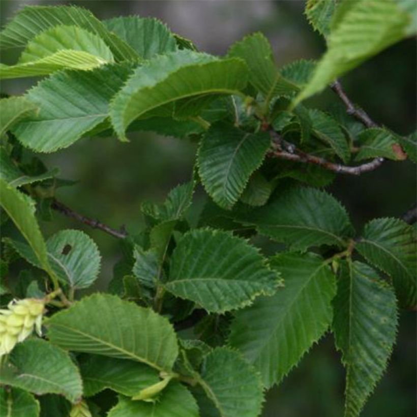 Europäische Hopfenbuche - Ostrya carpinifolia (Laub)