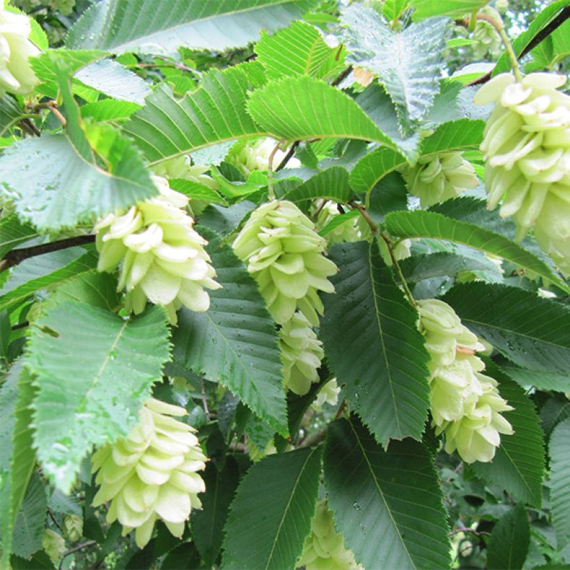 Europäische Hopfenbuche - Ostrya carpinifolia (Blüte)