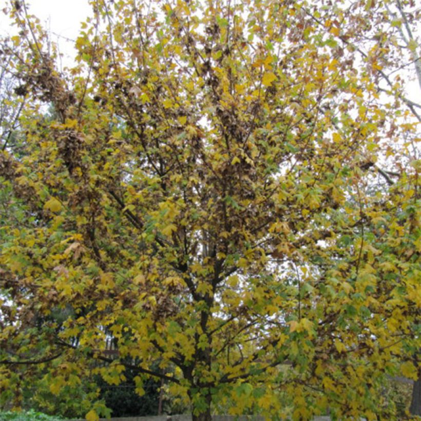 Europäische Hopfenbuche - Ostrya carpinifolia (Hafen)