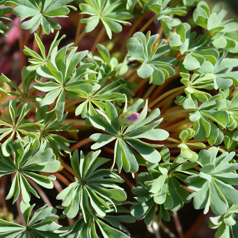 Sauerklee - Oxalis adenophylla (Laub)