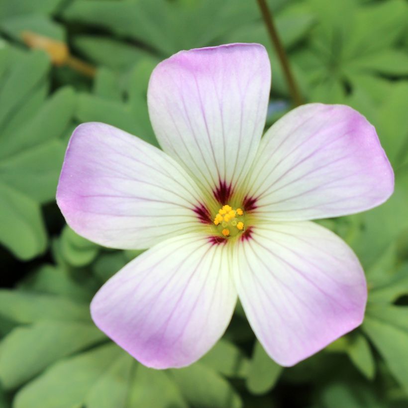 Sauerklee - Oxalis adenophylla (Blüte)