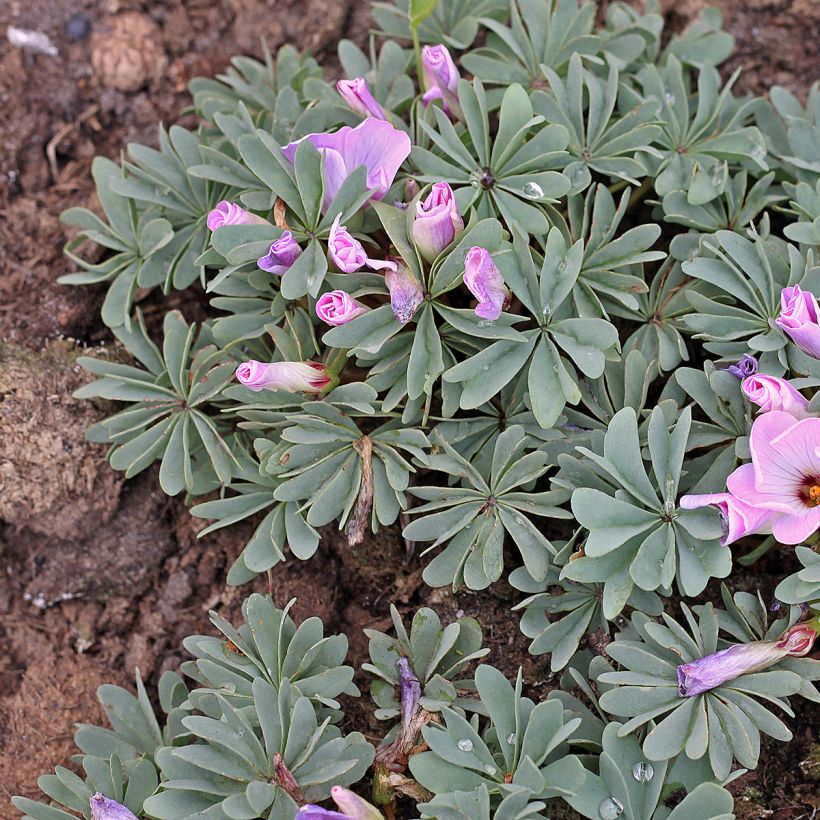 Sauerklee - Oxalis adenophylla (Hafen)