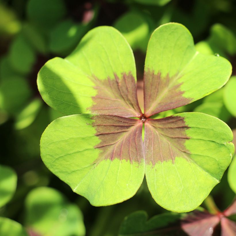 Sauerklee deppei - Oxalis (Laub)