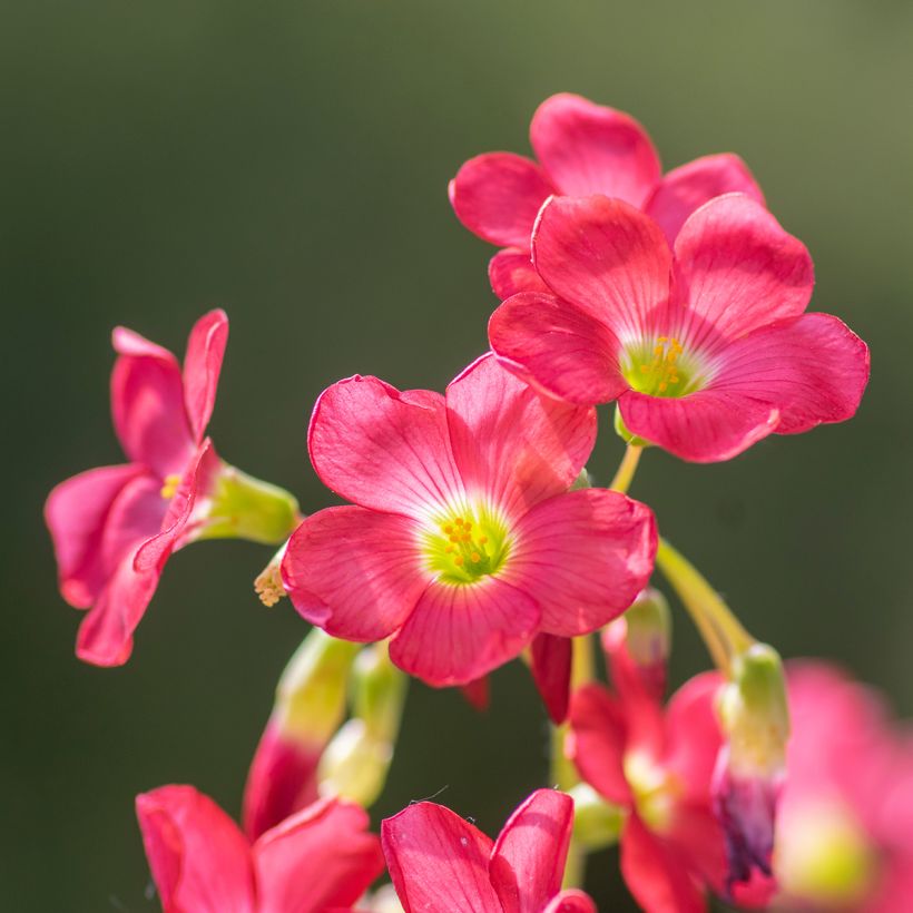 Sauerklee deppei - Oxalis (Blüte)