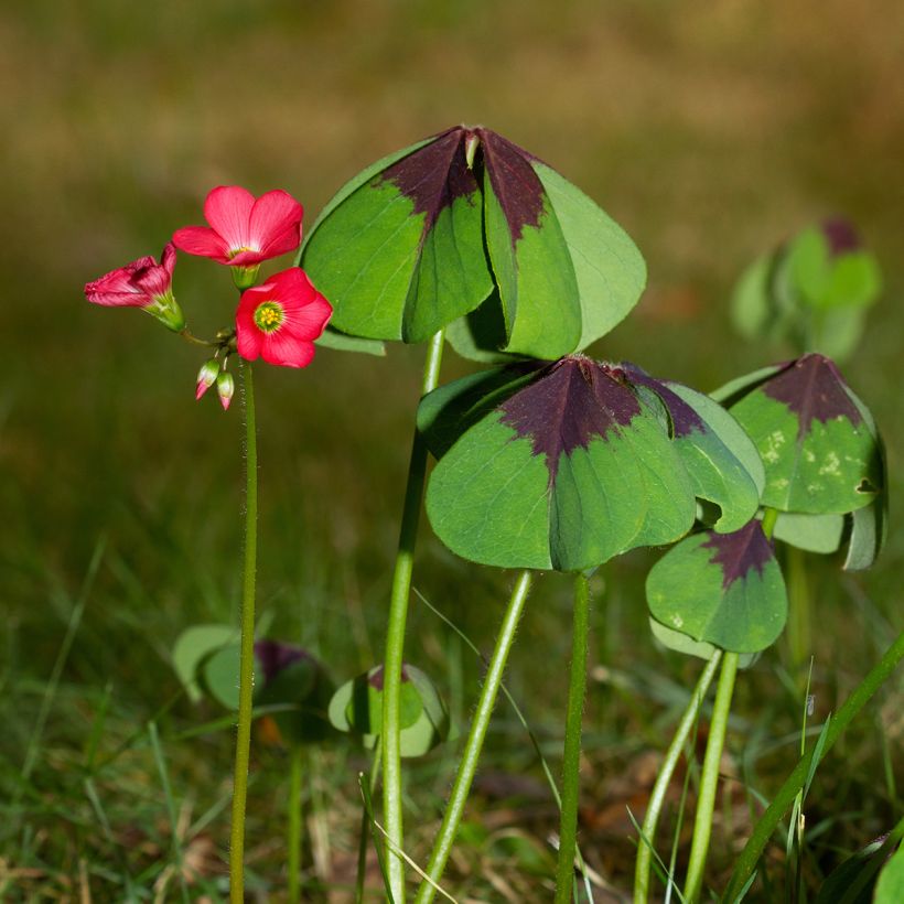 Sauerklee deppei - Oxalis (Hafen)