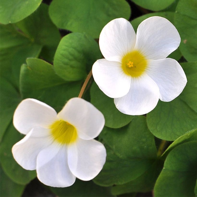 Purpur-Sauerklee Alba - Oxalis purpurea (Blüte)