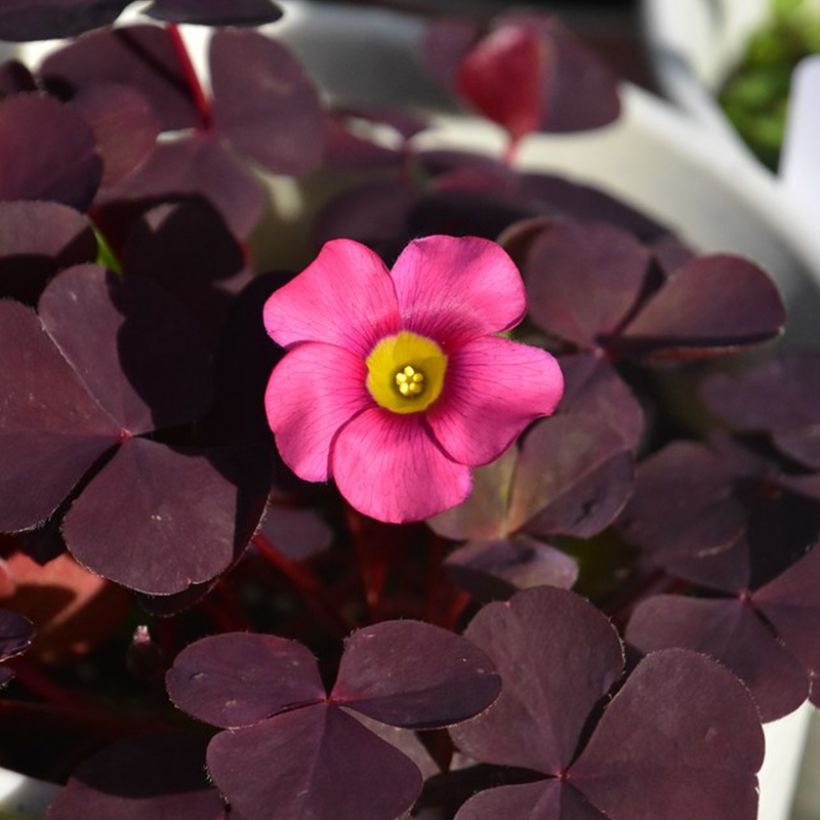 Purpur-Sauerklee Garnet - Oxalis purpurea (Blüte)