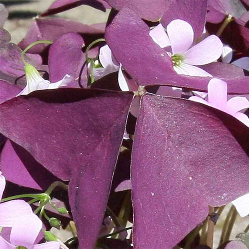 Dreieckiger Glücksklee Atropurpurea - Oxalis triangularis subsp.papilionacea (Laub)